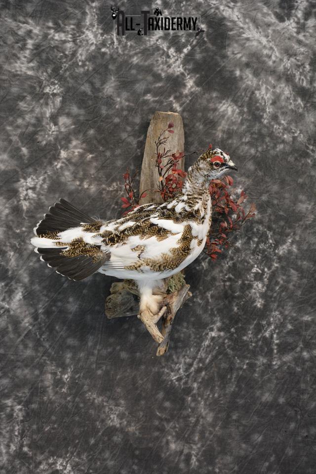 Fall Alaskan Rock Ptarmigan taxidermy mount for sale SKU 1459