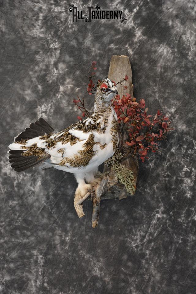 Alaskan Rock Ptarmigan