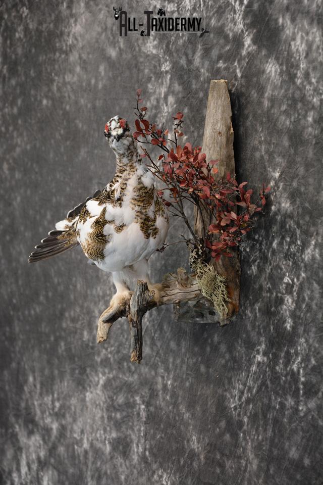 Fall Alaskan Rock Ptarmigan taxidermy mount for sale SKU 1459 - Image 3