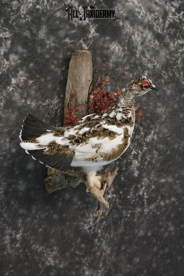 Fall Alaskan Rock Ptarmigan taxidermy mount for sale SKU 1459 - Image 4