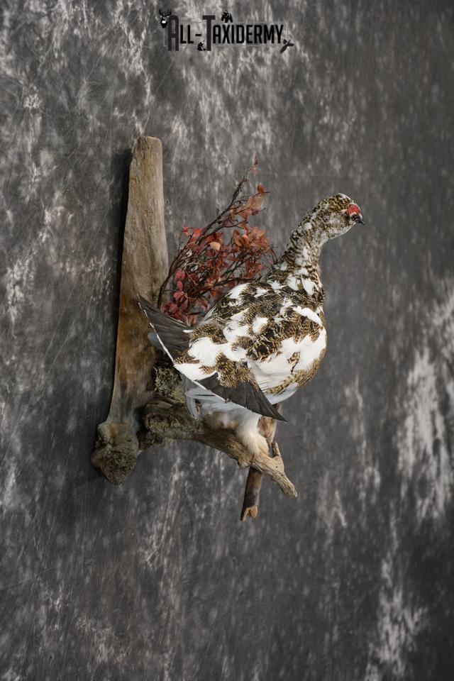 Fall Alaskan Rock Ptarmigan taxidermy mount for sale SKU 1459 - Image 5