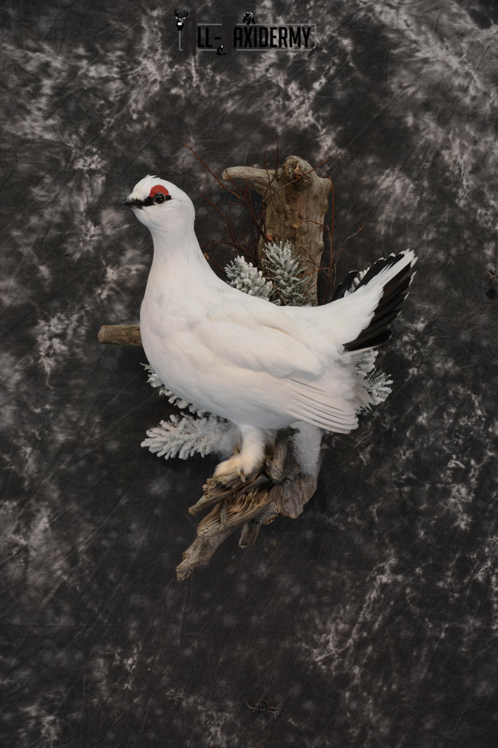 Alaskan Winter Rock Ptarmigan taxidermy mount for sale SKU 1458