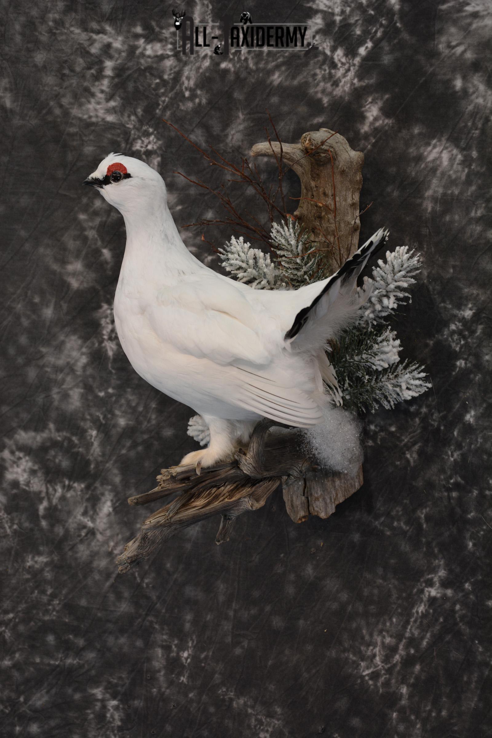 Alaskan Winter Rock Ptarmigan taxidermy mount for sale SKU 1458 - Image 2