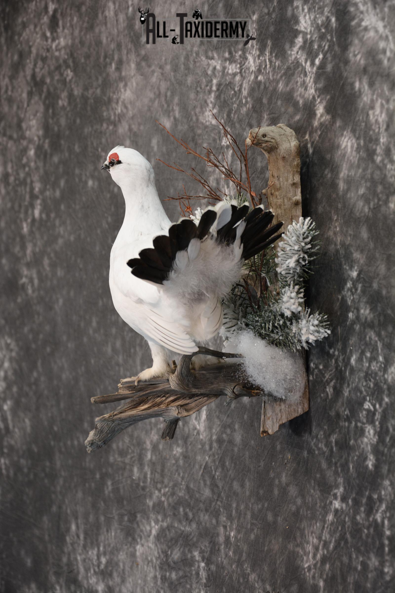 Alaskan Winter Rock Ptarmigan taxidermy mount for sale SKU 1458 - Image 3
