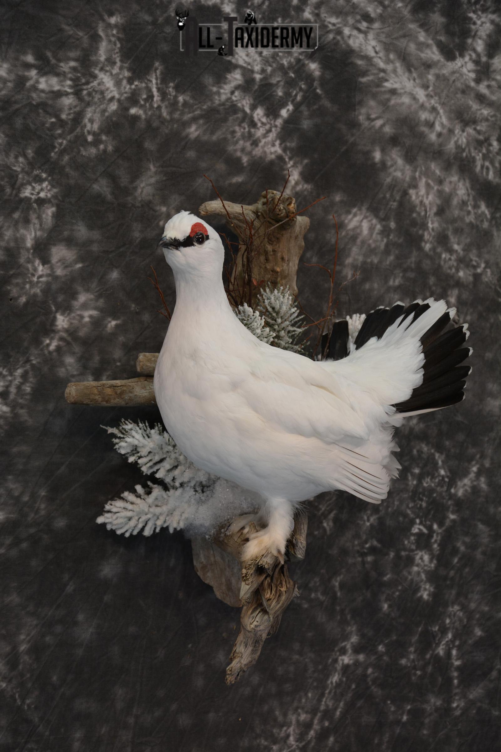 Alaskan Winter Rock Ptarmigan taxidermy mount for sale SKU 1458 - Image 4