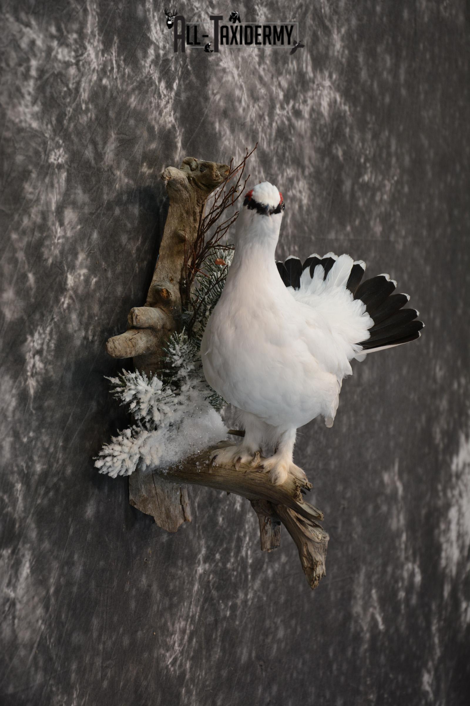Alaskan Winter Rock Ptarmigan taxidermy mount for sale SKU 1458 - Image 5