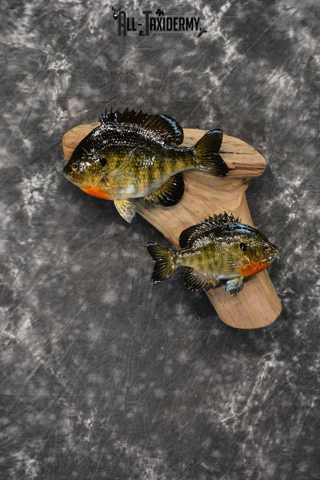 Bluegill Taxidermy