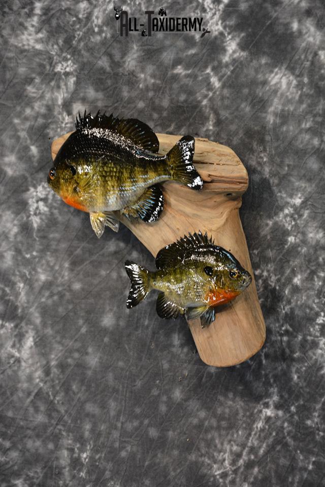 Bluegill Taxidermy duo skin mount for sale SKU 1463 - Image 2