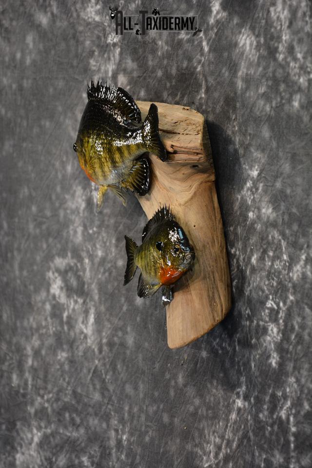 Bluegill Taxidermy duo skin mount for sale SKU 1463 - Image 3