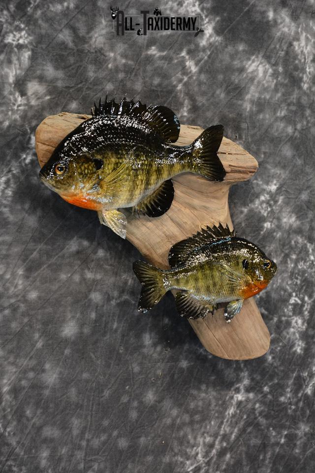 Bluegill Taxidermy duo skin mount for sale SKU 1463 - Image 4