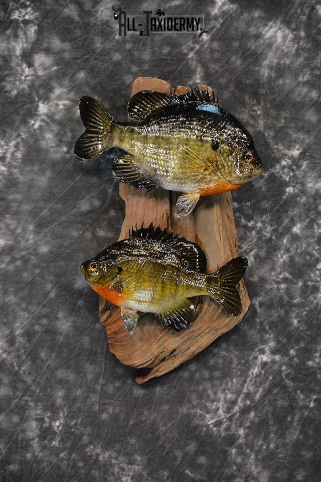 Bluegill Taxidermy skin mount for sale SKU 1464