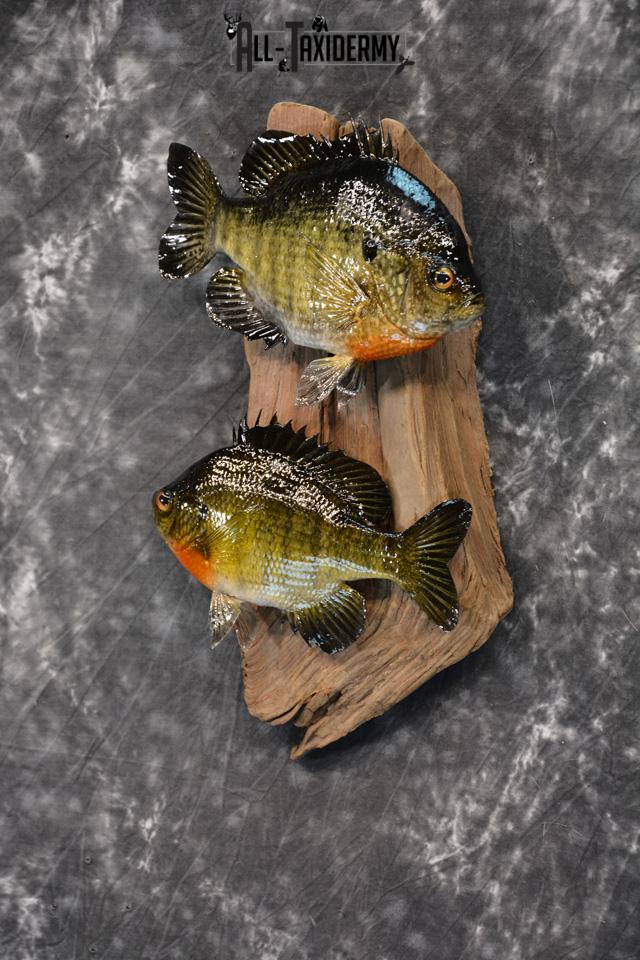 Bluegill Taxidermy skin mount for sale SKU 1464 - Image 2