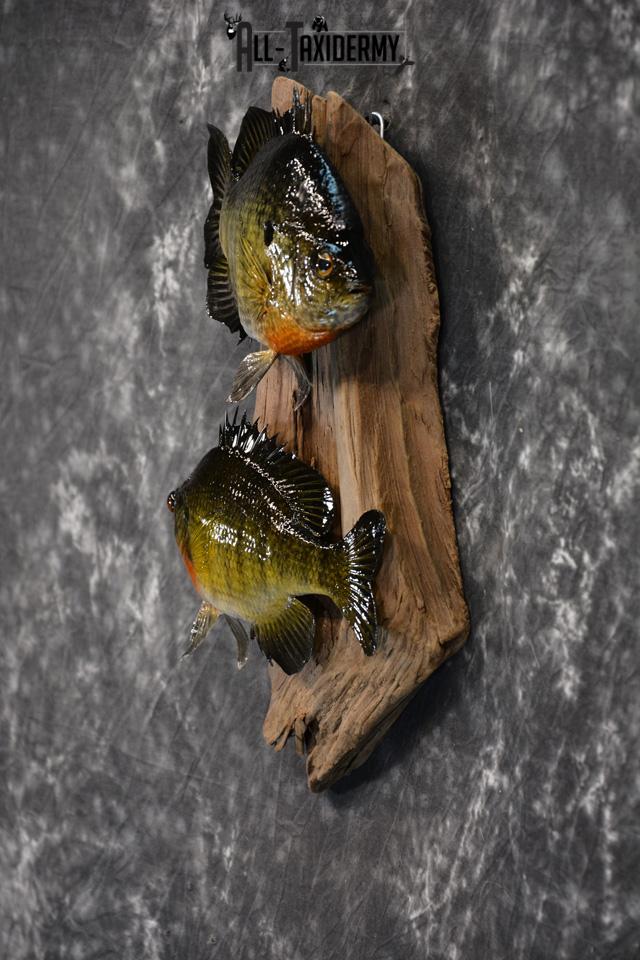 Bluegill Taxidermy skin mount for sale SKU 1464 - Image 3