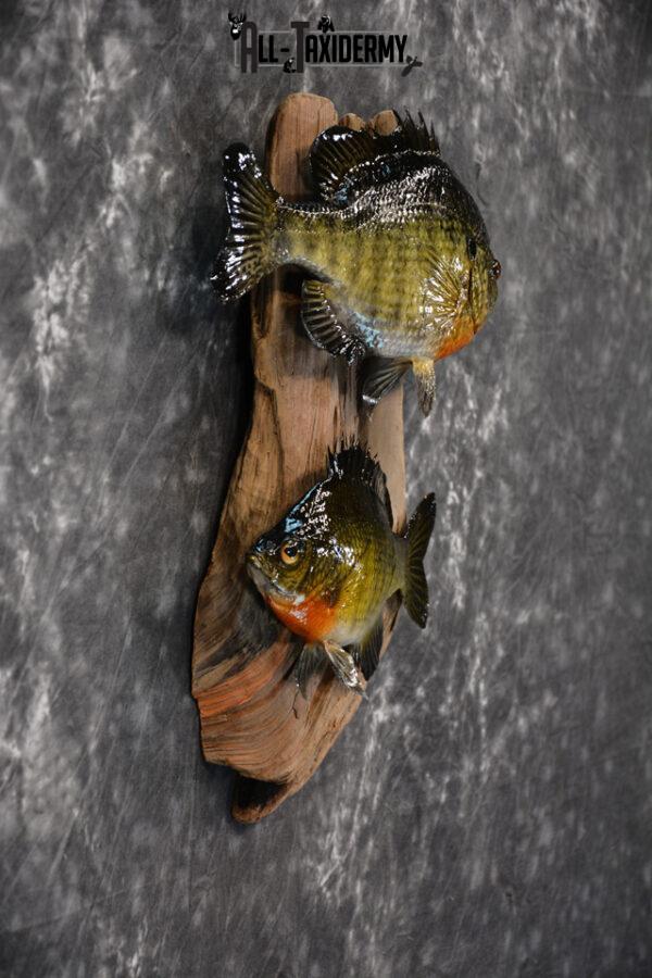 Bluegill Taxidermy skin mount for sale SKU 1464