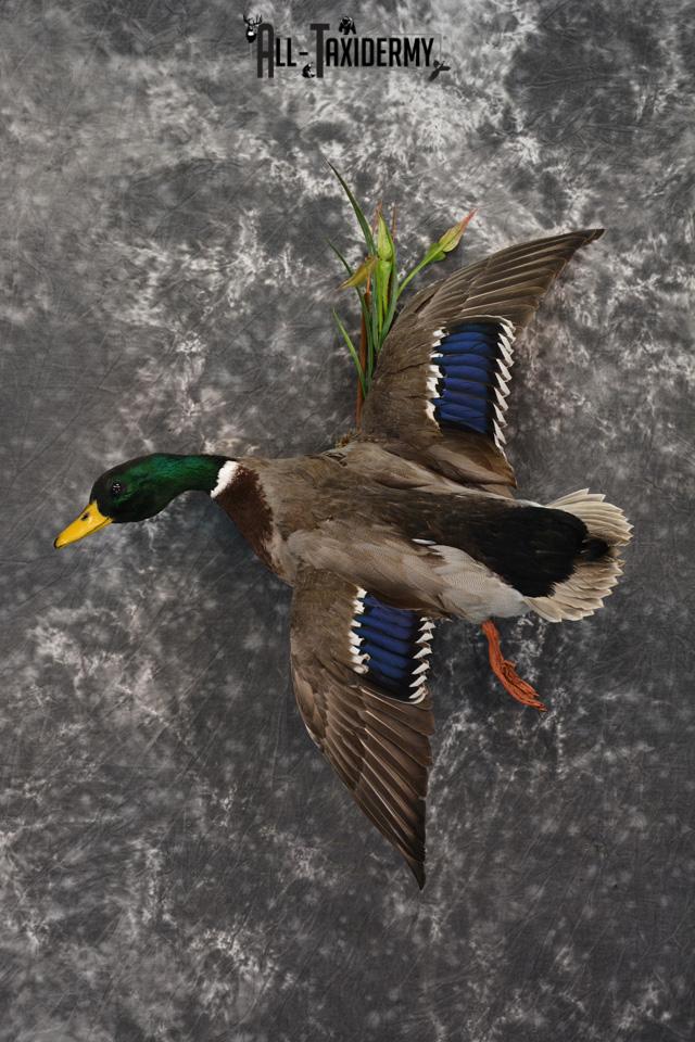 Mallard Drake Duck Taxidermy bird mount for sale SKU 1467