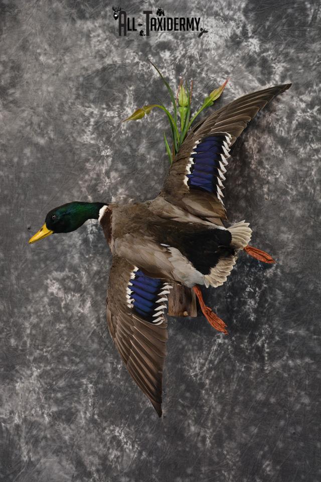 Mallard Drake Duck Taxidermy bird mount for sale SKU 1467 - Image 2