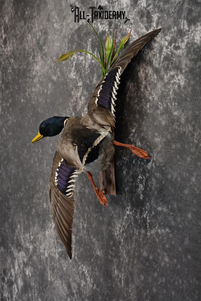 Mallard Drake Duck Taxidermy bird mount for sale SKU 1467 - Image 3