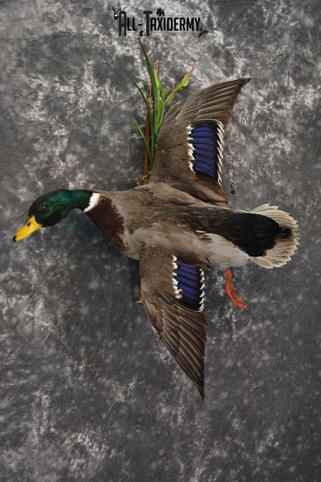 Duck Taxidermy
