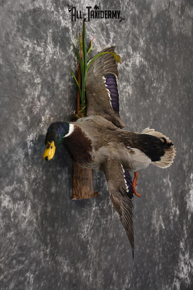 Male Mallard Duck in Flight