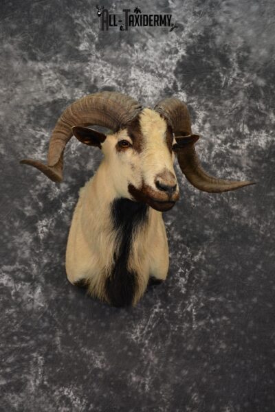 Corsican Ram Taxidermy mount for sale SKU 1457