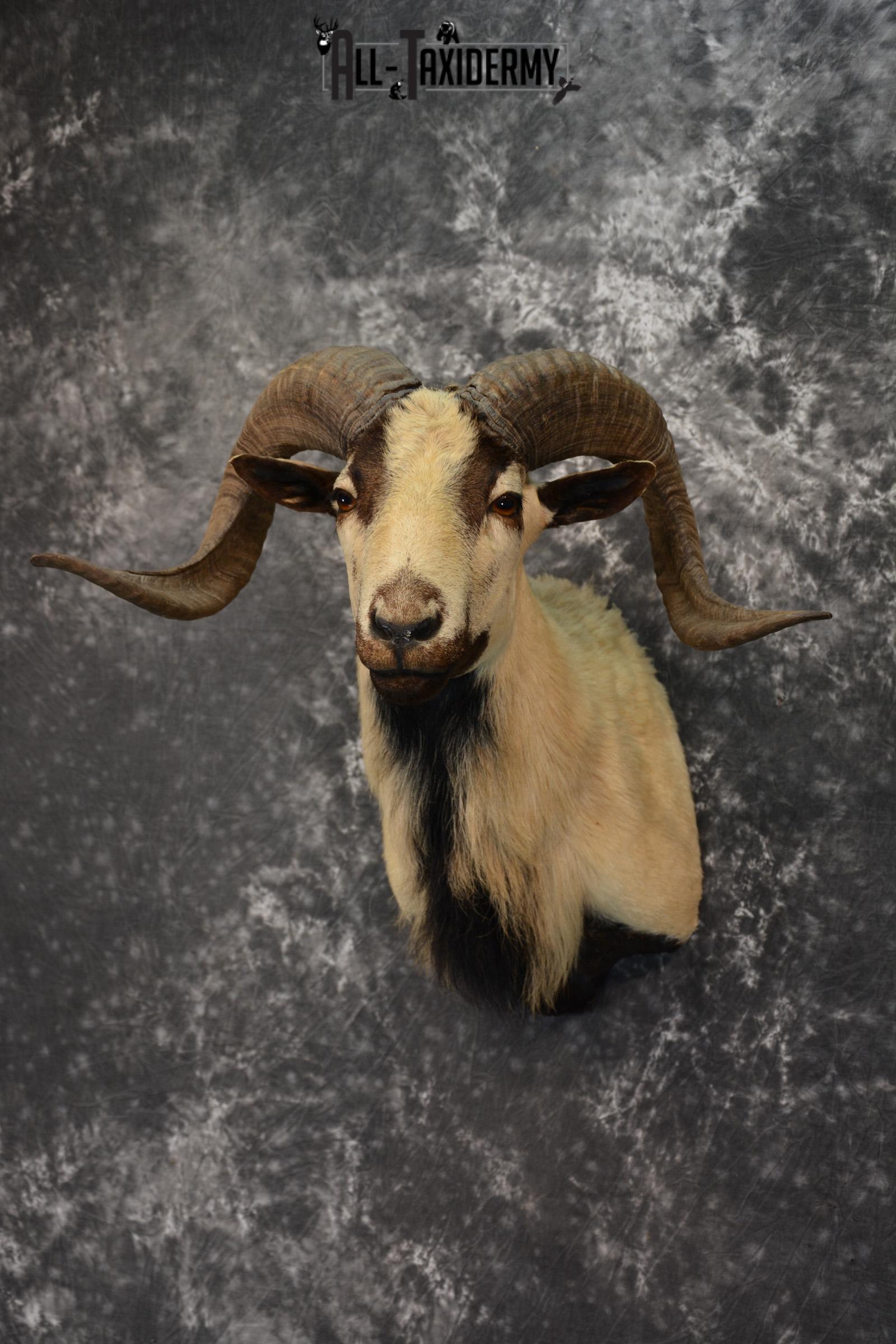 Corsican Ram Taxidermy mount for sale SKU 1457 - Image 2