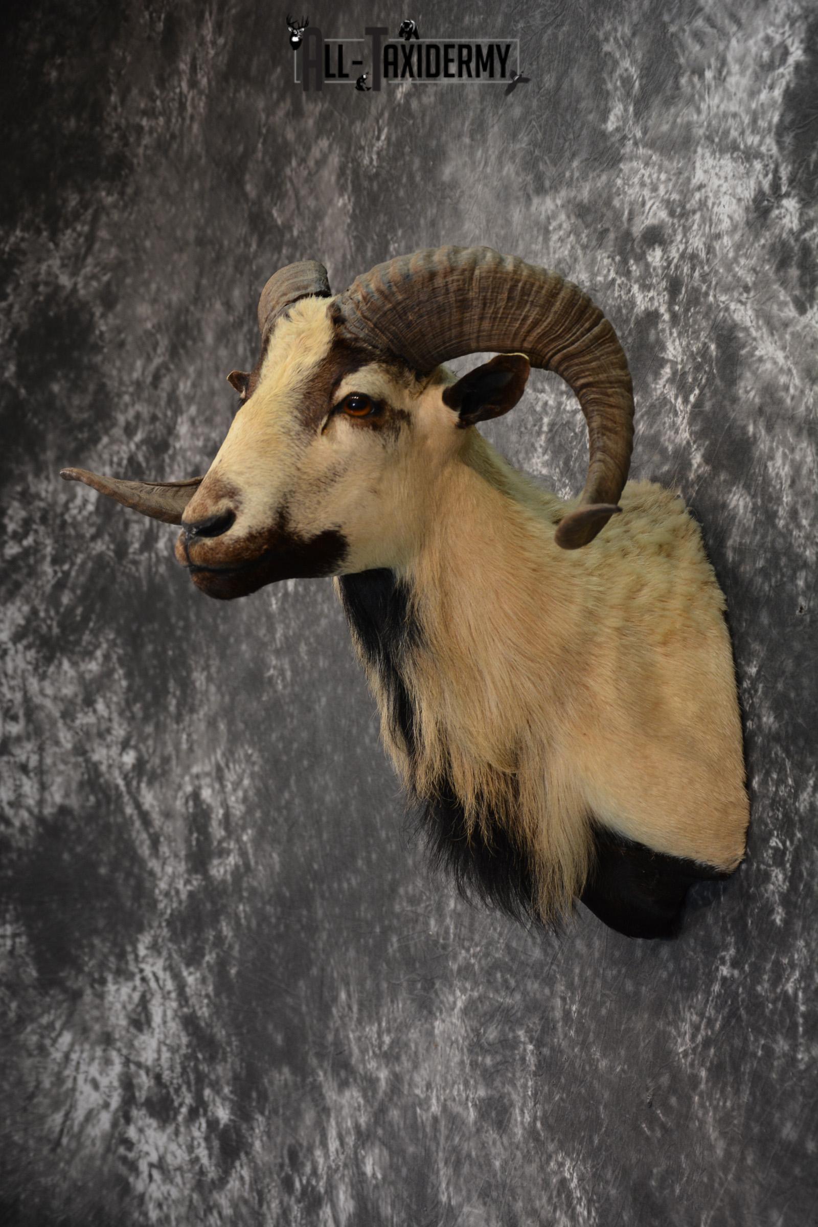 Corsican Ram Taxidermy mount for sale SKU 1457 - Image 3