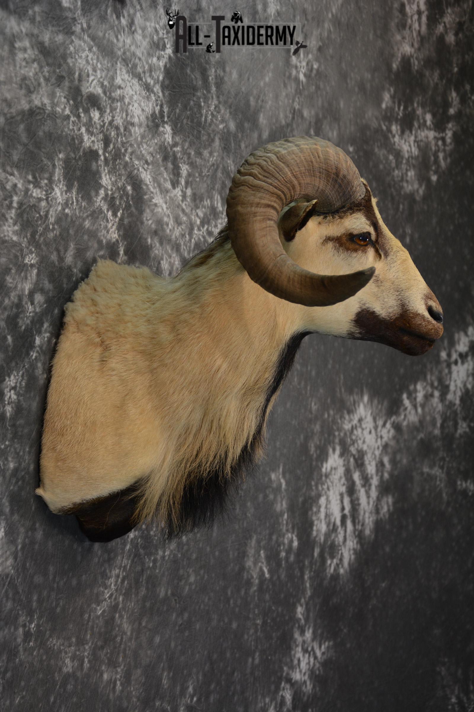 Corsican Ram Taxidermy mount for sale SKU 1457 - Image 5