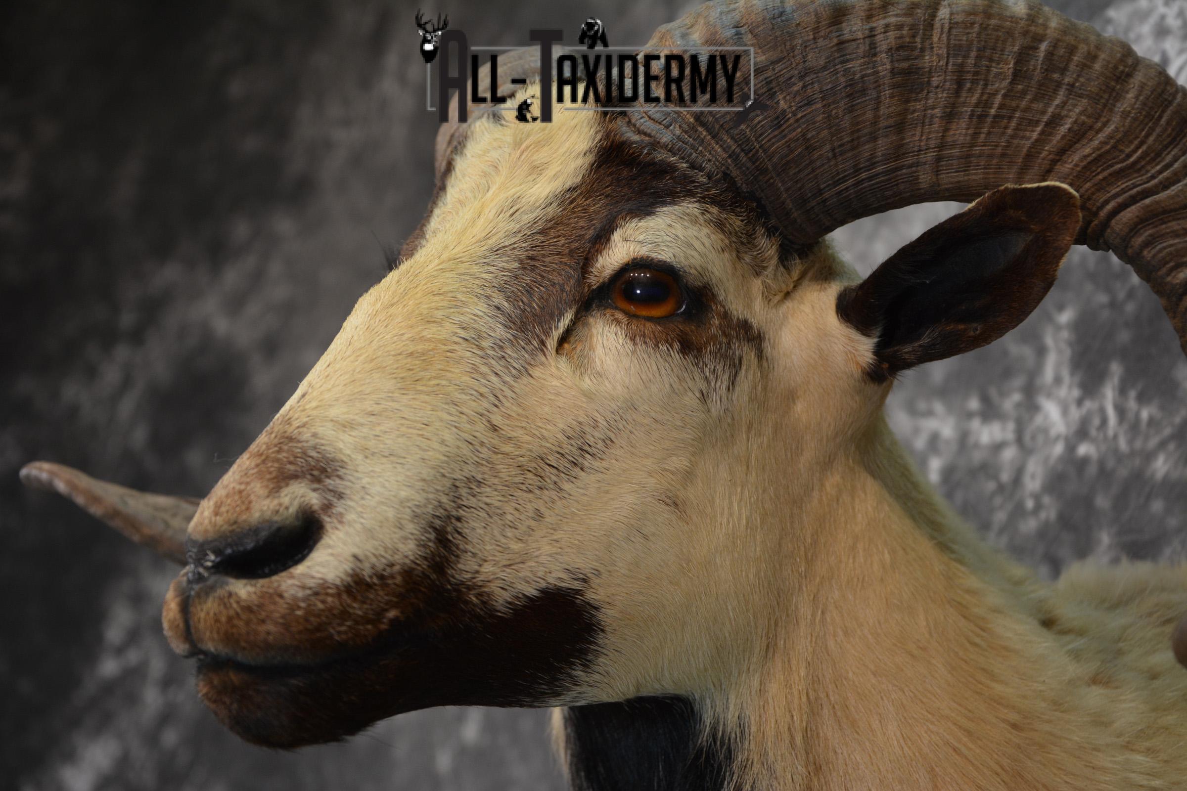 Corsican Ram Taxidermy mount for sale SKU 1457 - Image 6