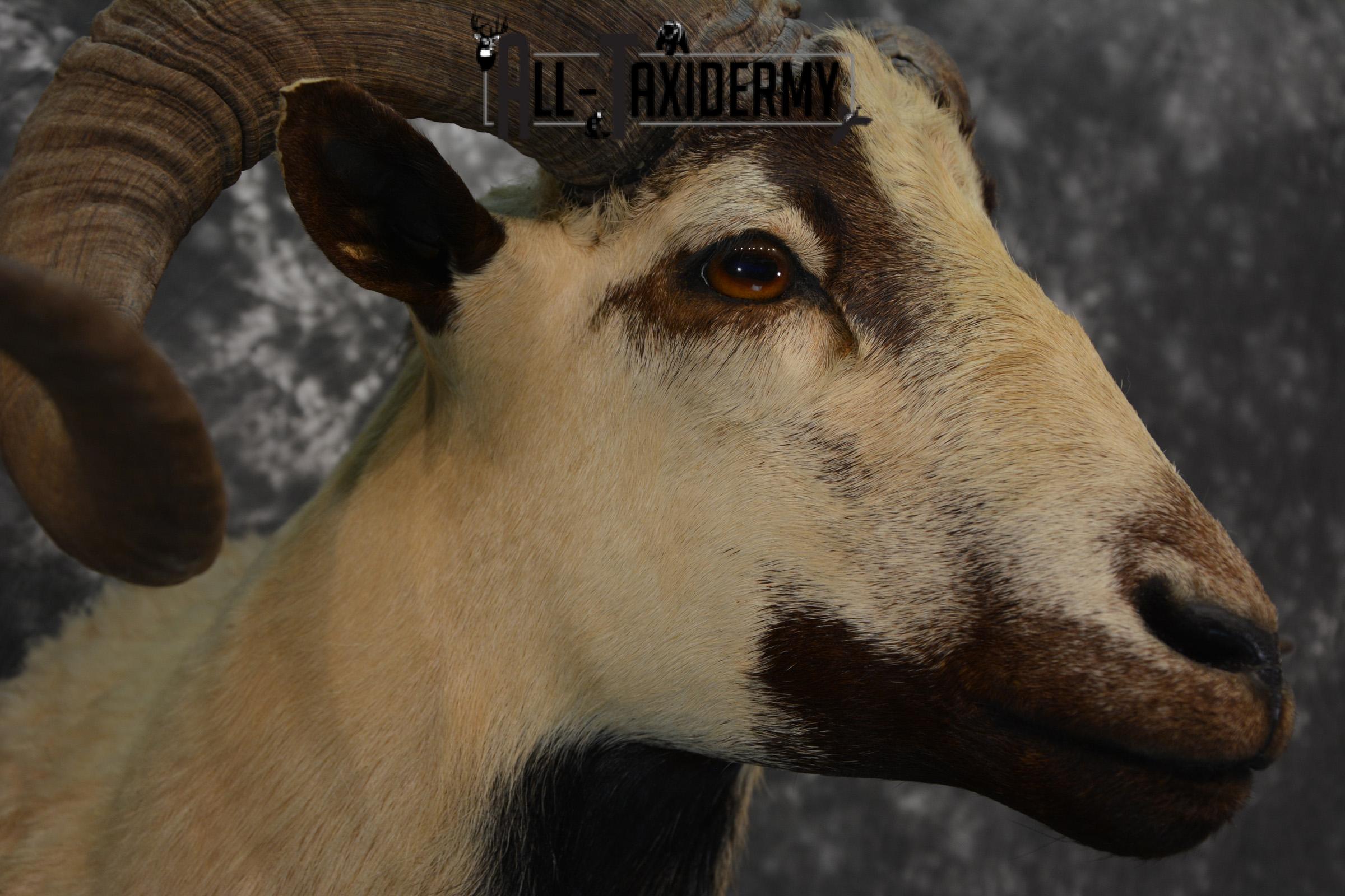 Corsican Ram Taxidermy mount for sale SKU 1457 - Image 7