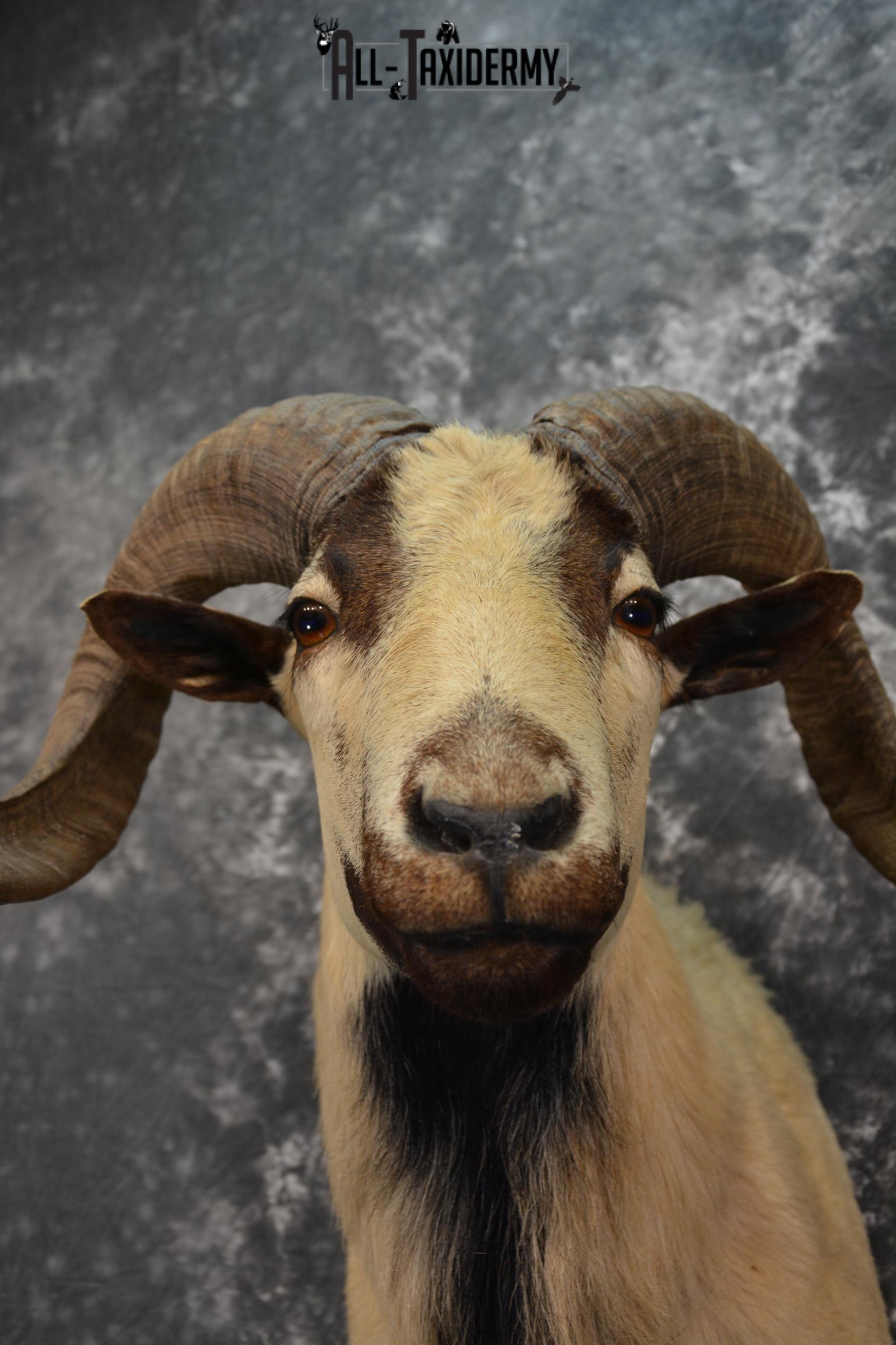 Corsican Ram Taxidermy mount for sale SKU 1457 - Image 8