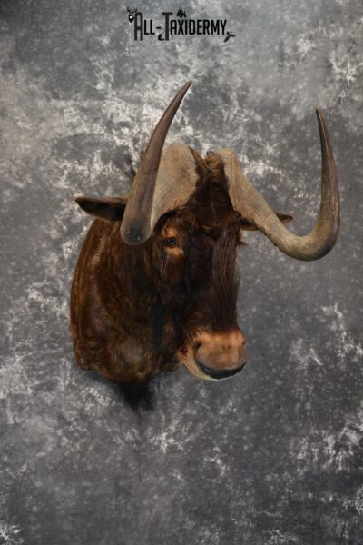 African Black Wildebeest Taxidermy shoulder mount for sale SKU 1454