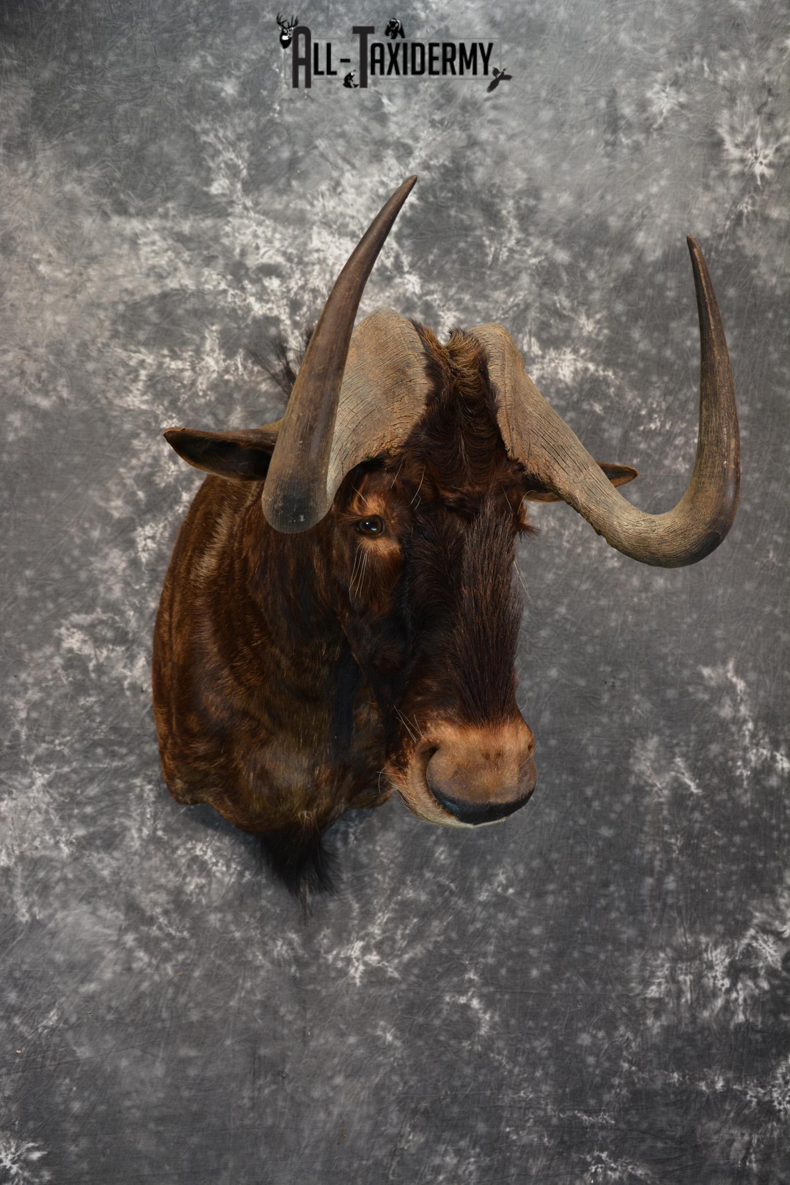 African Black Wildebeest Taxidermy shoulder mount for sale SKU 1454