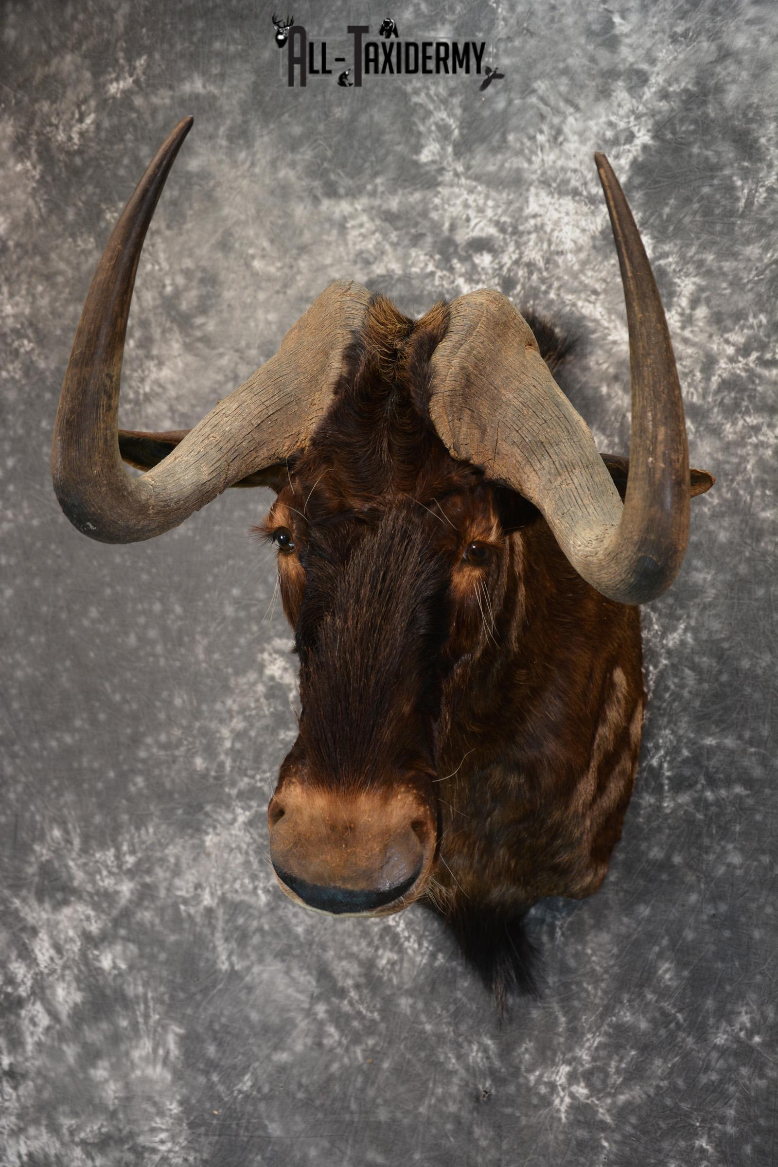 African Black Wildebeest Taxidermy shoulder mount for sale SKU 1454 - Image 2