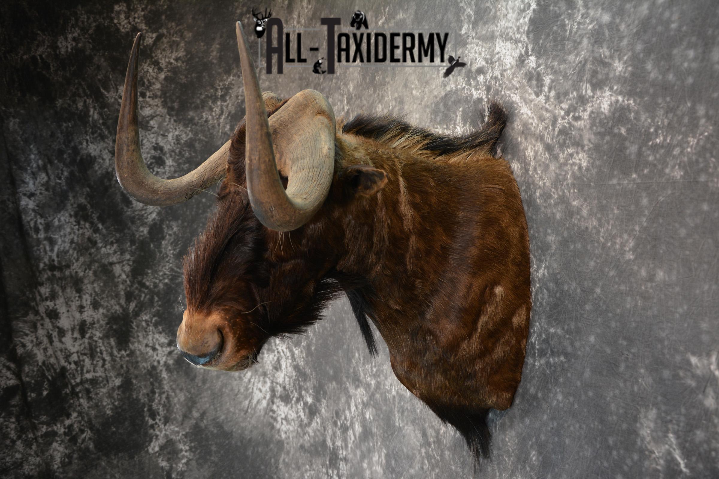 African Black Wildebeest Taxidermy shoulder mount for sale SKU 1454 - Image 3
