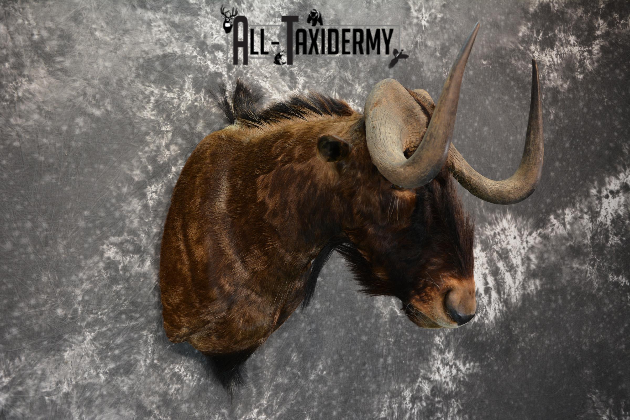 African Black Wildebeest Taxidermy shoulder mount for sale SKU 1454 - Image 4