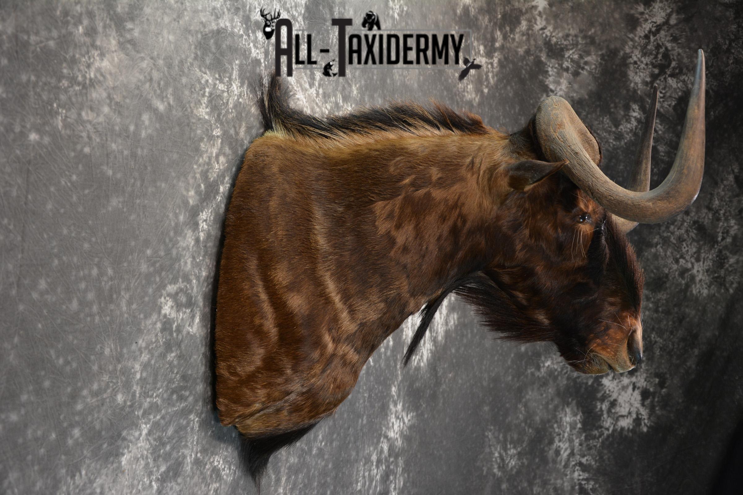 African Black Wildebeest Taxidermy shoulder mount for sale SKU 1454 - Image 5