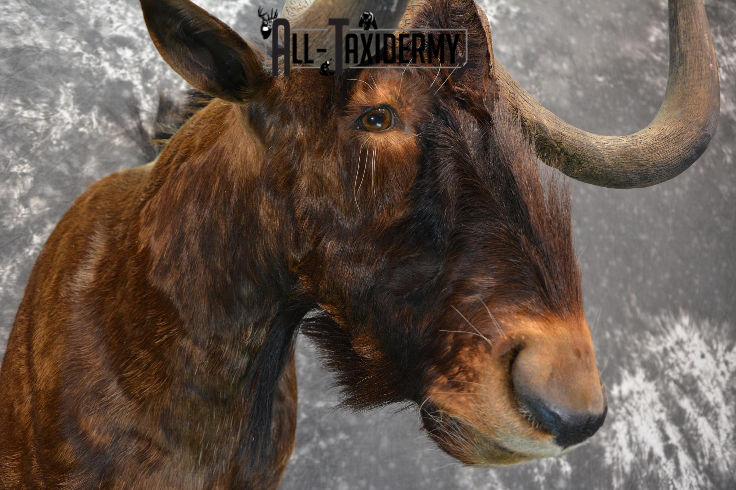 African Black Wildebeest Taxidermy shoulder mount for sale SKU 1454 - Image 6