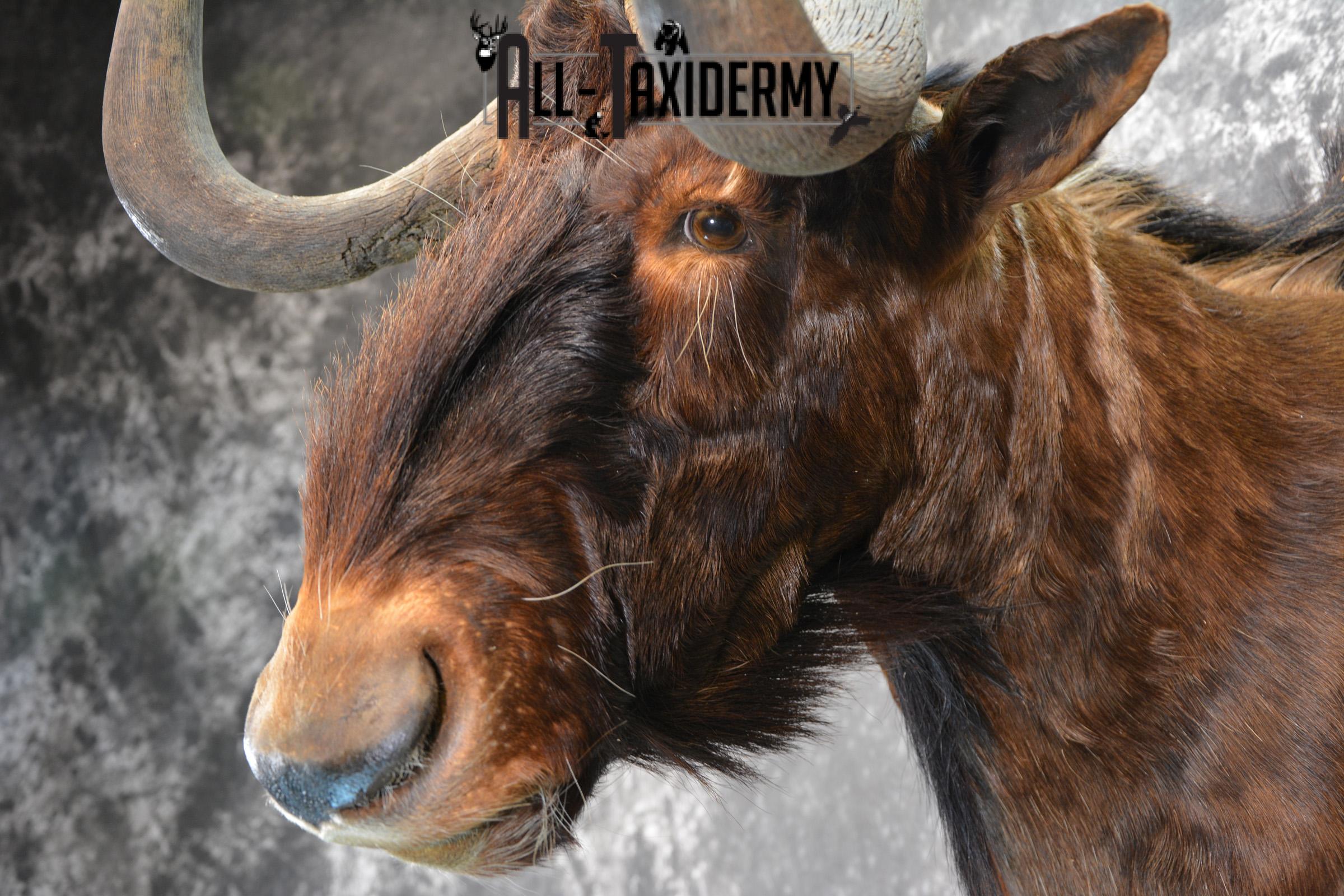 African Black Wildebeest Taxidermy shoulder mount for sale SKU 1454 - Image 7