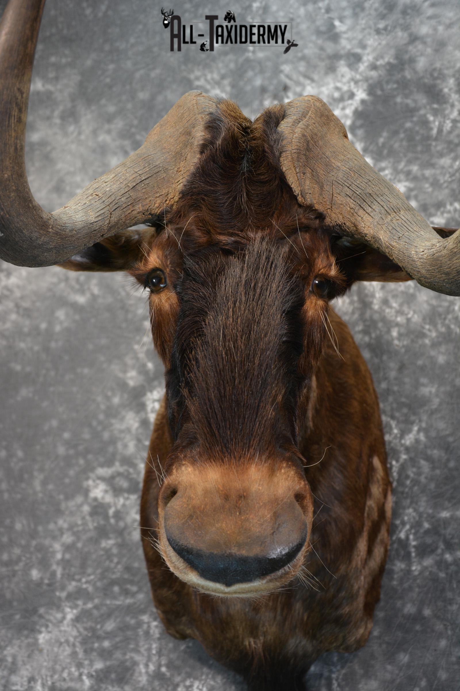 African Black Wildebeest Taxidermy shoulder mount for sale SKU 1454 - Image 8