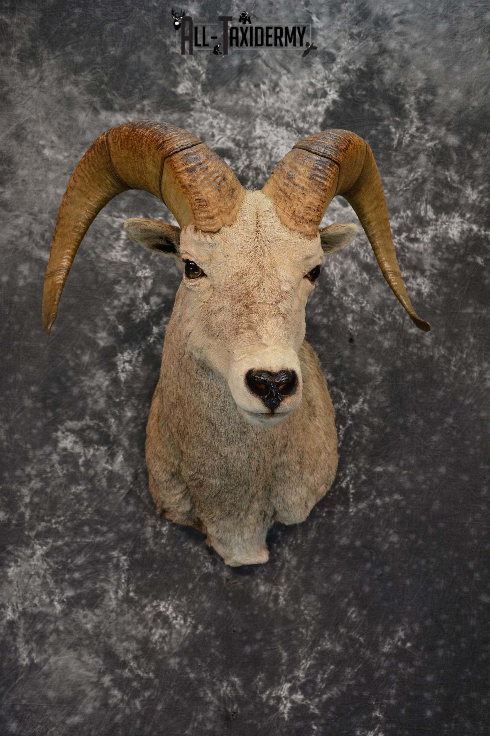 Rocky Mountain Stone Sheep Taxidermy mount for sale SKU 1453