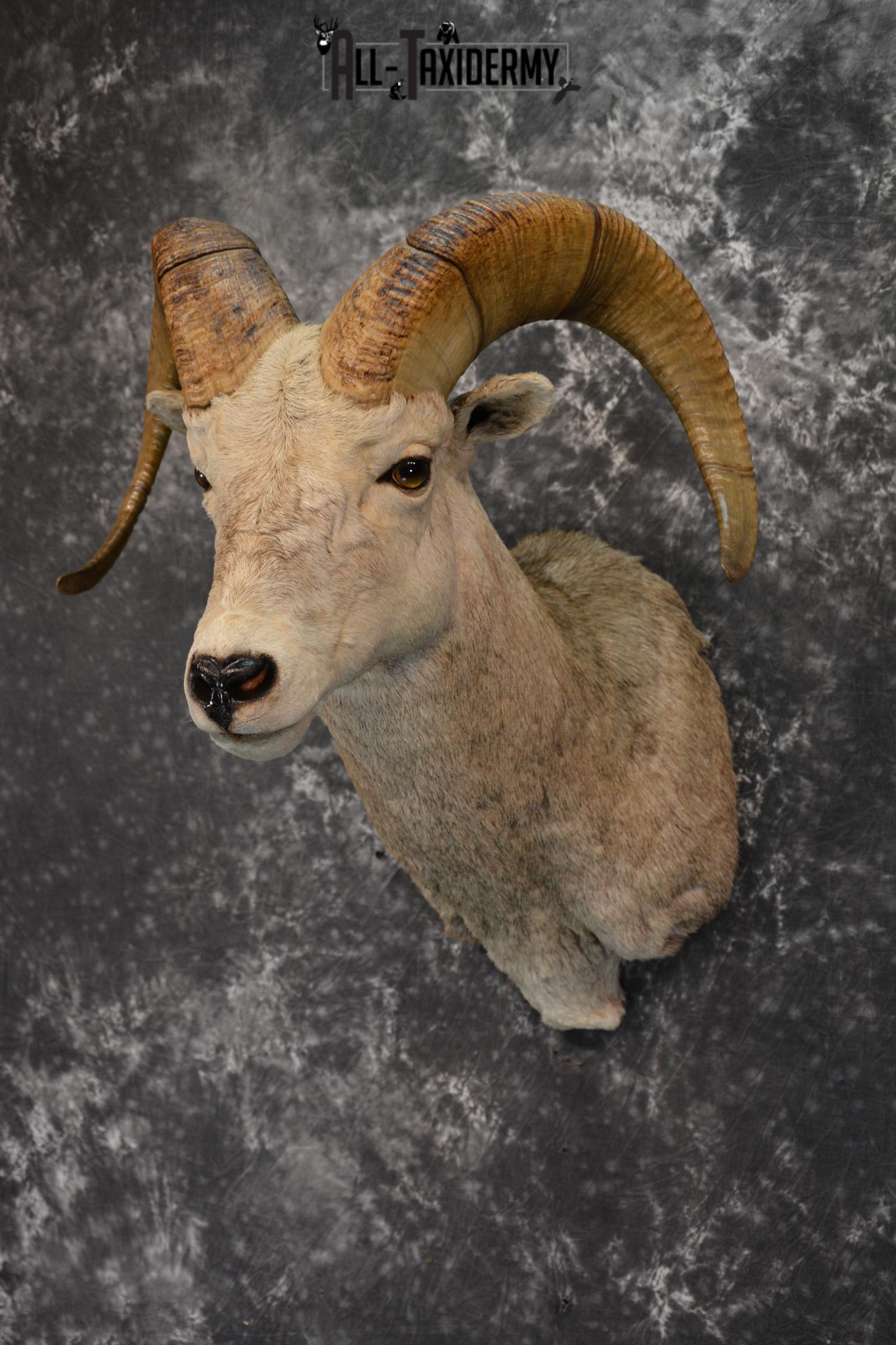Rocky Mountain Stone Sheep Taxidermy mount for sale SKU 1453 - Image 2