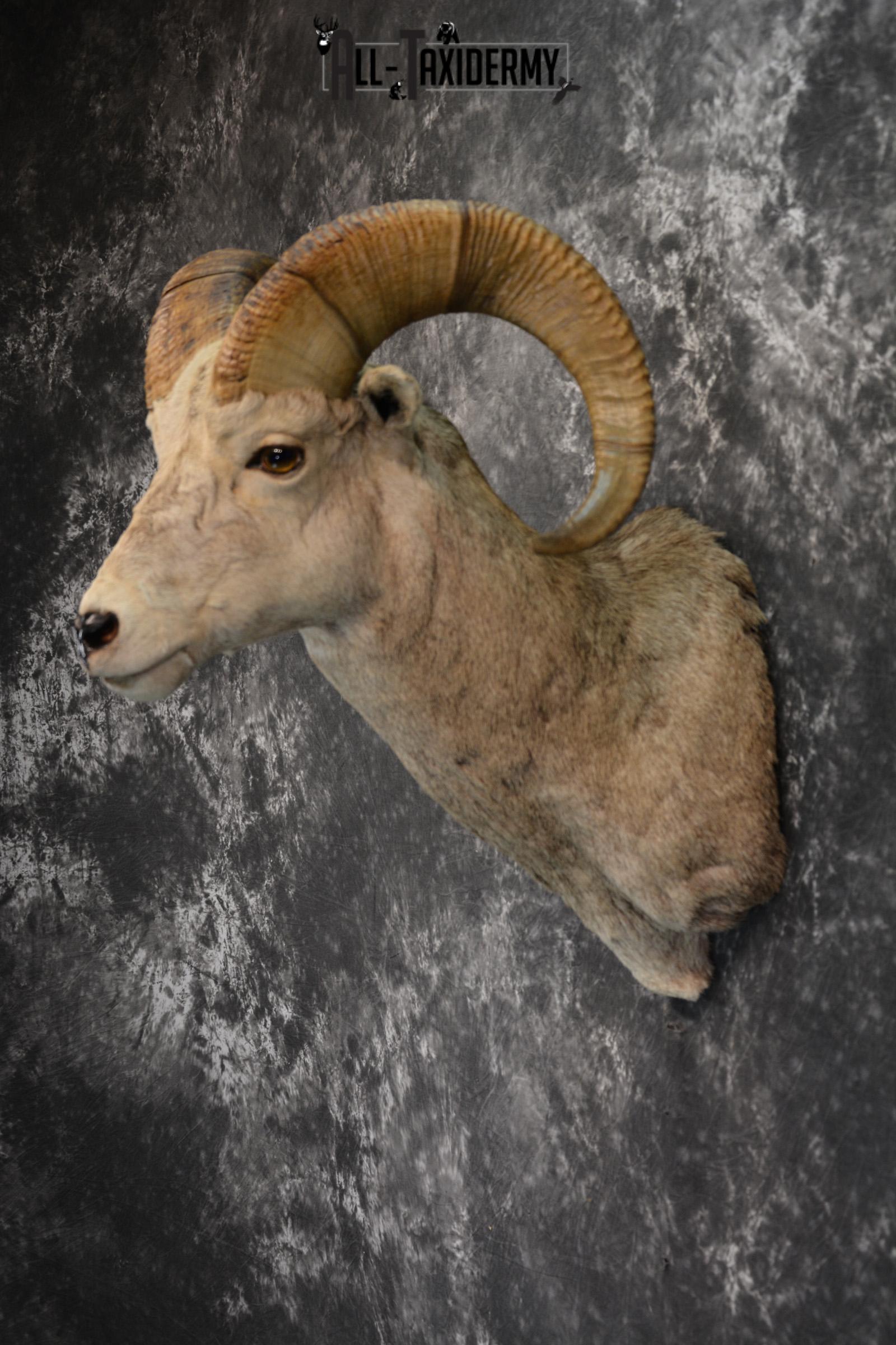 Rocky Mountain Stone Sheep Taxidermy mount for sale SKU 1453 - Image 3