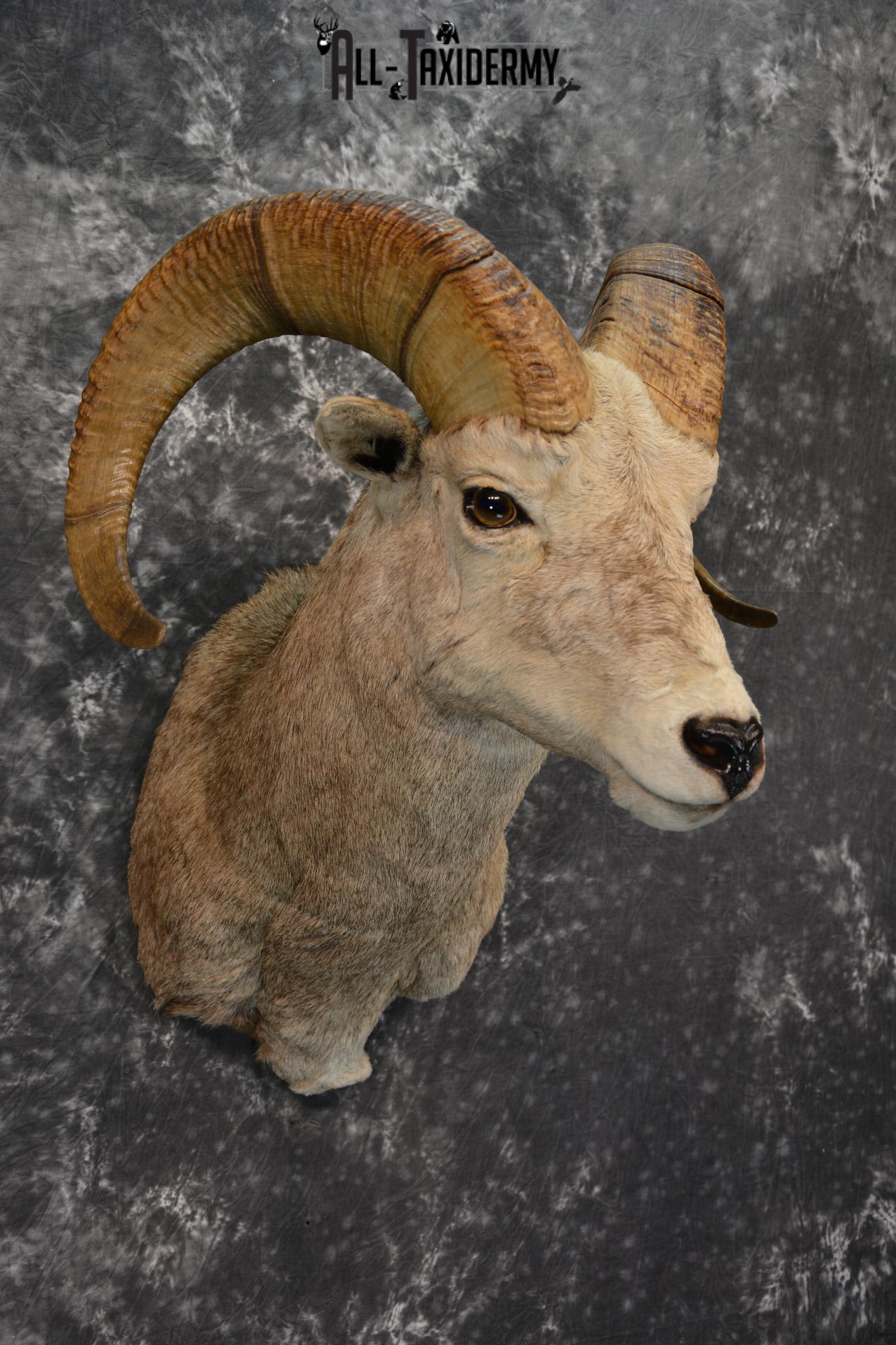 Rocky Mountain Stone Sheep Taxidermy mount for sale SKU 1453 - Image 4