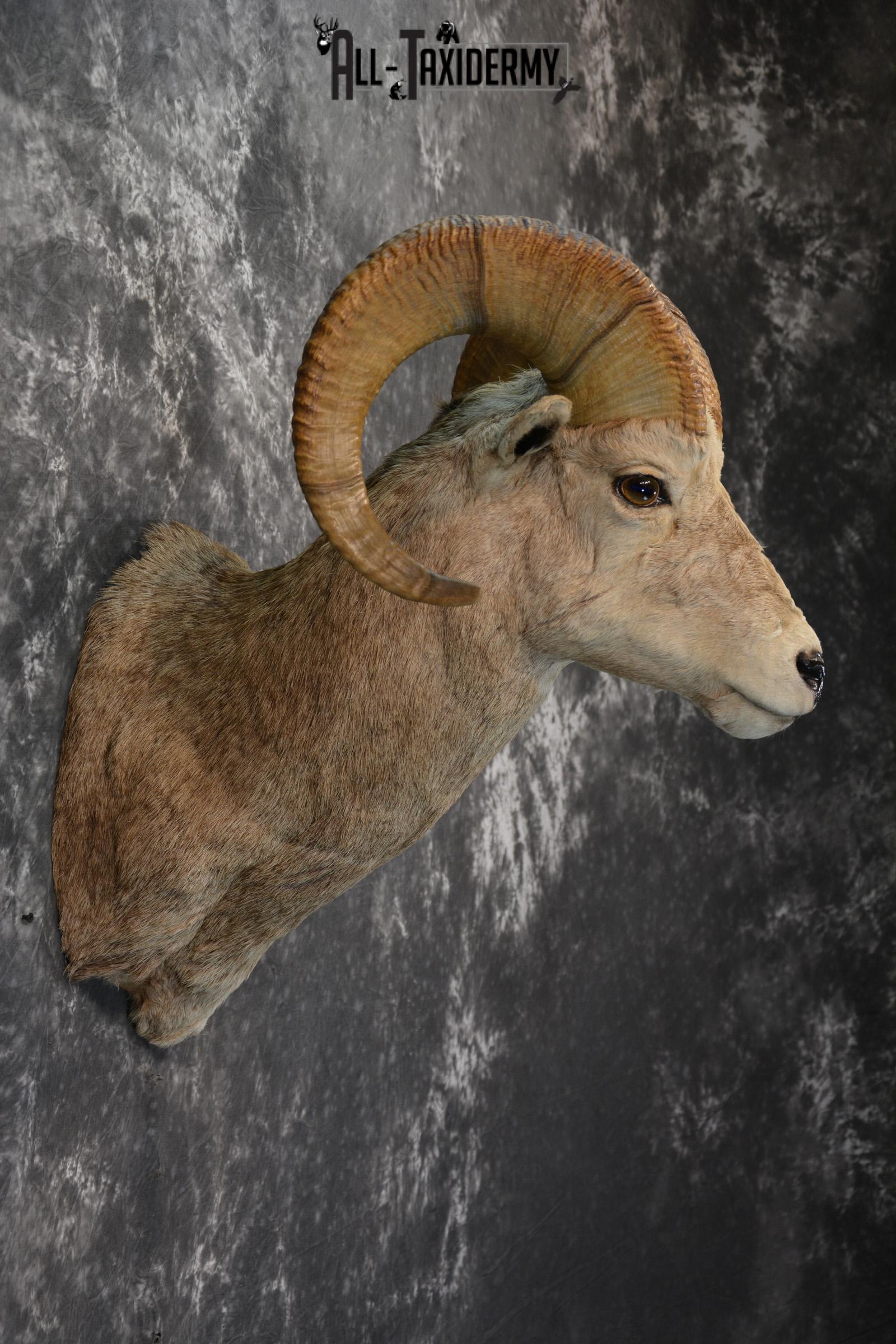 Rocky Mountain Stone Sheep Taxidermy mount for sale SKU 1453 - Image 5