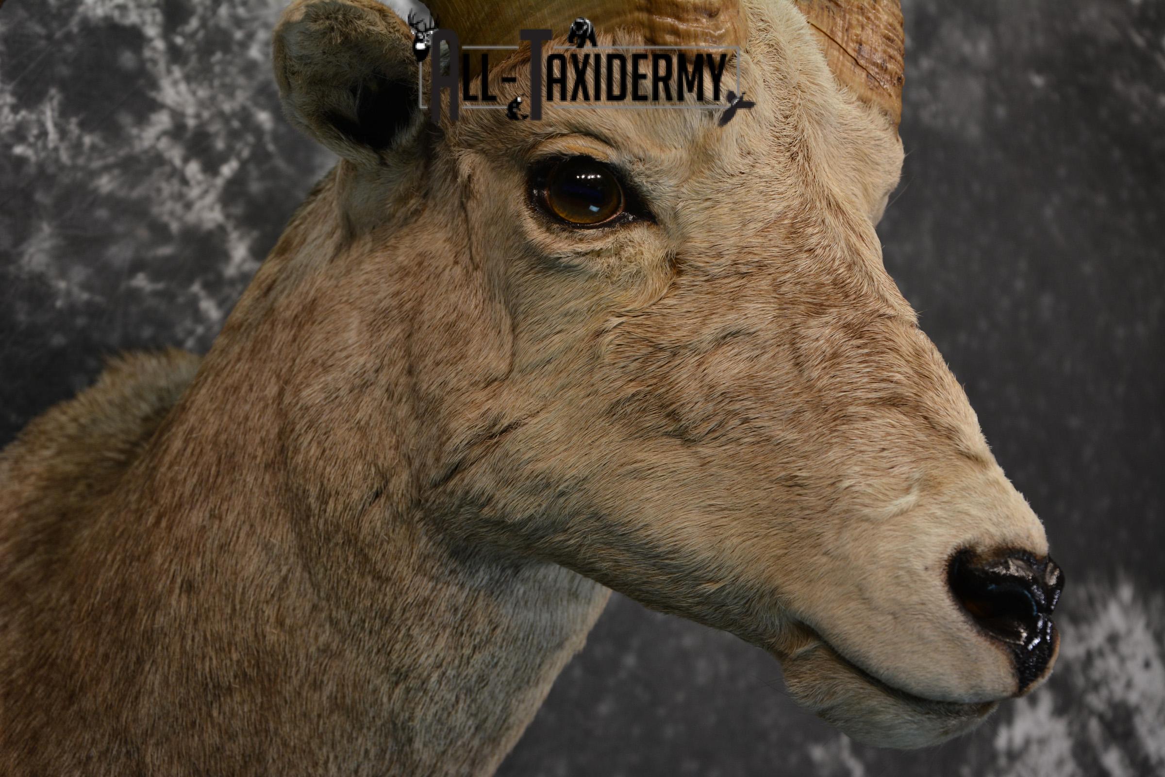 Rocky Mountain Stone Sheep Taxidermy mount for sale SKU 1453 - Image 6