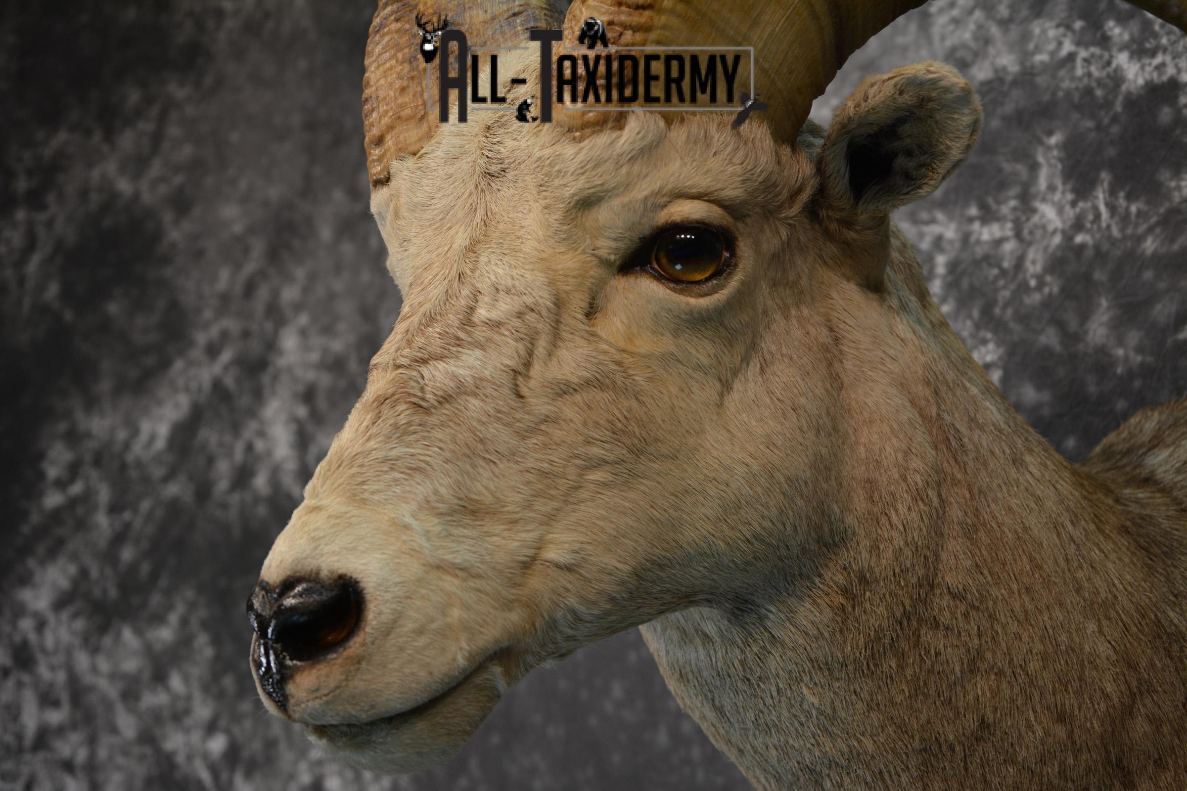 Rocky Mountain Stone Sheep Taxidermy mount for sale SKU 1453 - Image 7