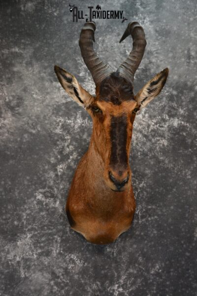 African Hartebeest Taxidermy shoulder mount for sale SKU 1452