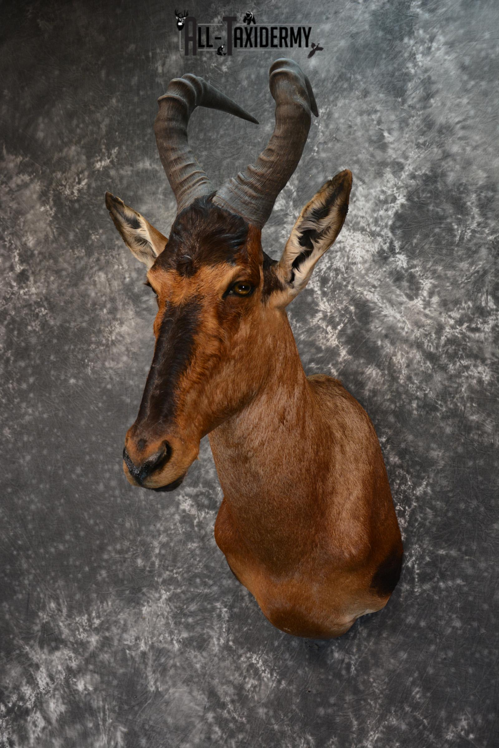 African Hartebeest Taxidermy shoulder mount for sale SKU 1452 - Image 2