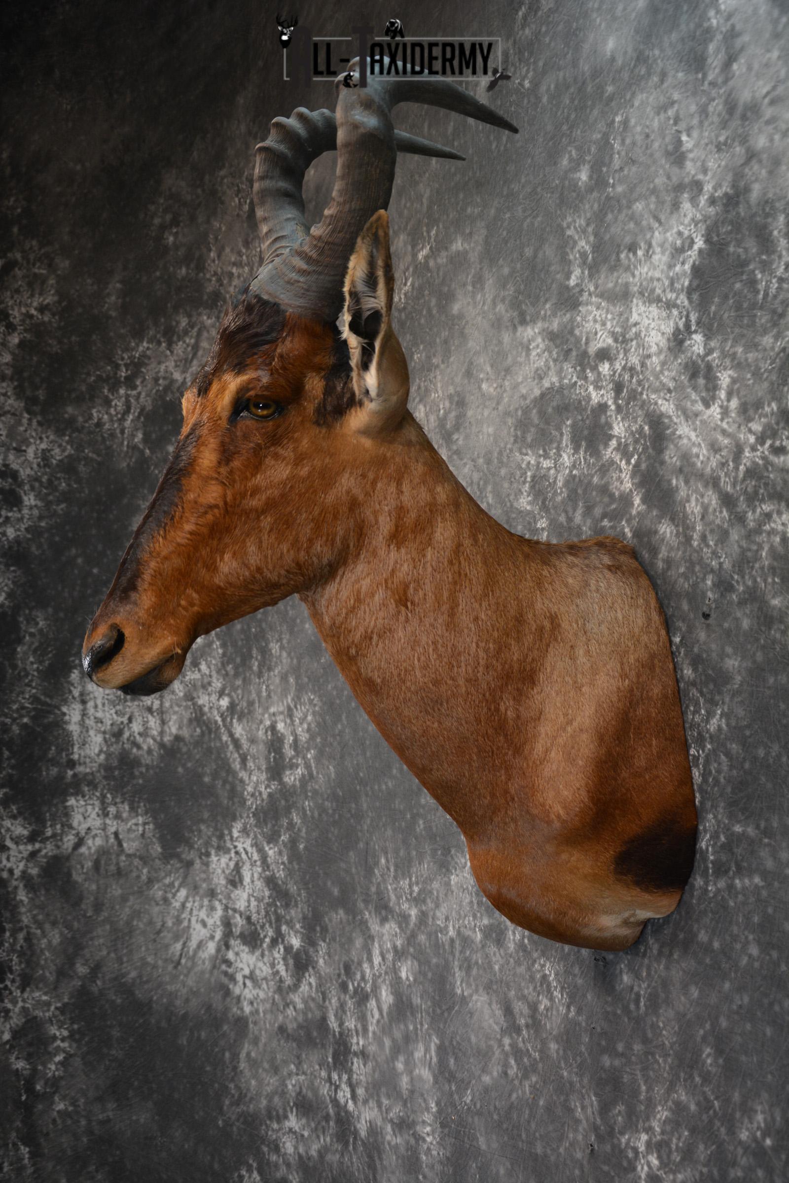African Hartebeest Taxidermy shoulder mount for sale SKU 1452 - Image 3