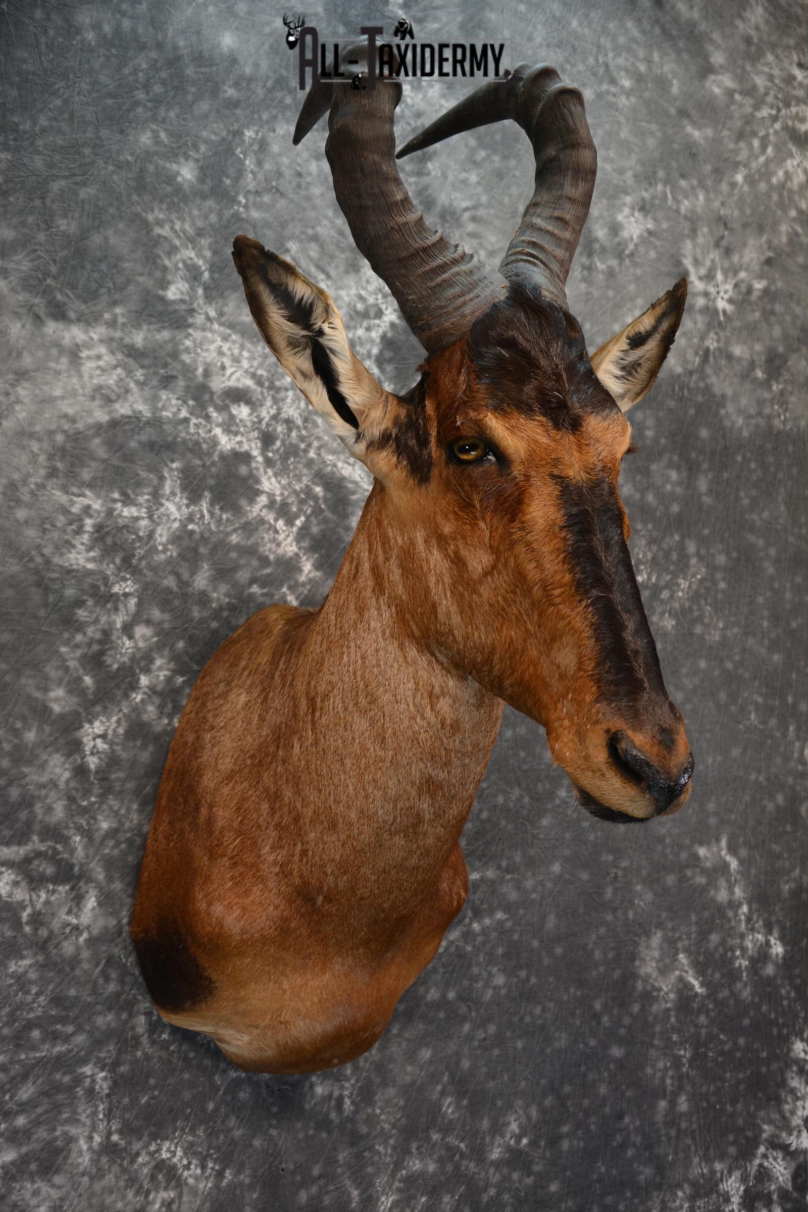 African Hartebeest Taxidermy shoulder mount for sale SKU 1452 - Image 4
